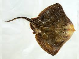 Image result for Raja undulata