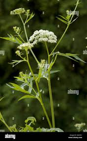 Attēlu rezultāti vaicājumam “Sium latifolium”