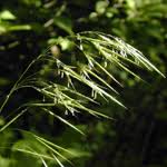Attēlu rezultāti vaicājumam “Brachypodium sylvaticum fruit”