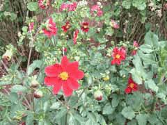 Image result for Dahlia x pinnata `Redskin`
