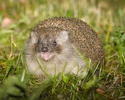 Attēlu rezultāti vaicājumam “Erinaceus roumanicus”