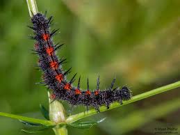 Attēlu rezultāti vaicājumam “Nymphalis antiopa”