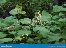 Attēlu rezultāti vaicājumam “Catalpa ovata”