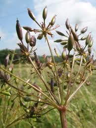 Image result for Chaerophyllum aureum