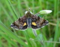 Attēlu rezultāti vaicājumam “Panemeria tenebrata”