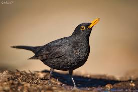 Attēlu rezultāti vaicājumam “Turdus merula male”