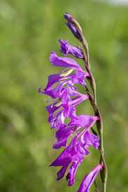 Attēlu rezultāti vaicājumam “Gladiolus imbricatus bud”