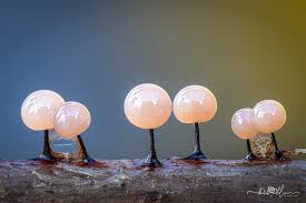 Attēlu rezultāti vaicājumam “Didymium proximum stalked”