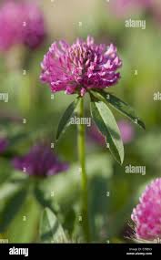 Attēlu rezultāti vaicājumam “Trifolium alpestre leaf”