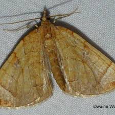 Attēlu rezultāti vaicājumam “Eulithis testata”