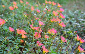 Attēlu rezultāti vaicājumam “Portulaca oleracea flower”