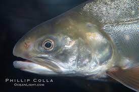 Image result for Salvelinus malma