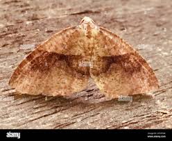 Attēlu rezultāti vaicājumam “Plagodis pulveraria”