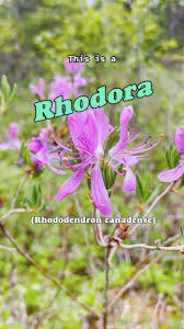 Attēlu rezultāti vaicājumam “Rhododendron canadense flower”