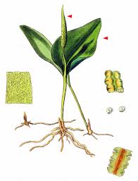 Attēlu rezultāti vaicājumam “Ophioglossum vulgatum”