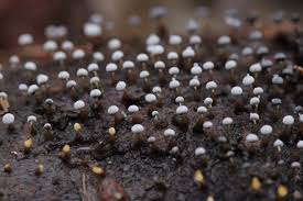 Attēlu rezultāti vaicājumam “Craterium aureonucleatum spores”