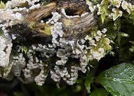 Attēlu rezultāti vaicājumam “Diderma chondrioderma”