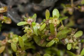 Attēlu rezultāti vaicājumam “Elatinaceae”