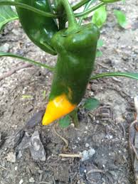 Afbeeldingsresultaat voor marconi golden sweet pepper