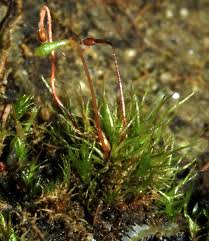 Attēlu rezultāti vaicājumam “Leptobryum pyriforme sporophyte”