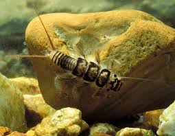 Attēlu rezultāti vaicājumam “Macrosteles nymph”