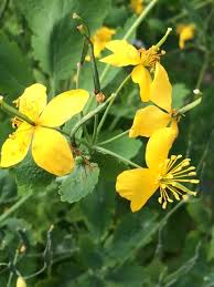 Attēlu rezultāti vaicājumam “Chelidonium majus flower”
