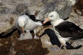 Image result for albatross dead chick