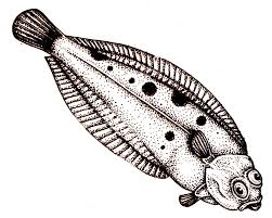 Image result for Scophthalmus maximus