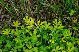 Attēlu rezultāti vaicājumam “Potentilla reptans leaf”