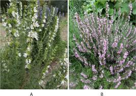 Attēlu rezultāti vaicājumam “Hyssopus officinalis flower”