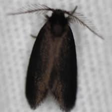 Attēlu rezultāti vaicājumam “Psyche casta”