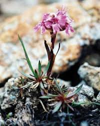 Attēlu rezultāti vaicājumam “Silene viscaria fruit”