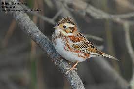 Image result for Emberiza rustica