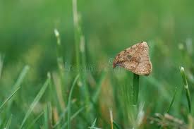 Attēlu rezultāti vaicājumam “Drepana falcataria”