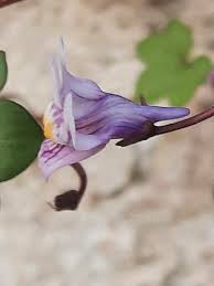 Attēlu rezultāti vaicājumam “Cymbalaria muralis leaf”