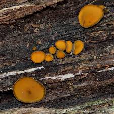 Attēlu rezultāti vaicājumam “Chlorencoelia versiformis”