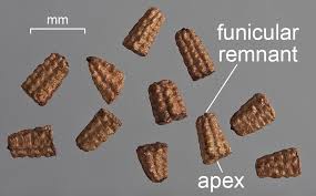 Attēlu rezultāti vaicājumam “Verbascum thapsus fruit”