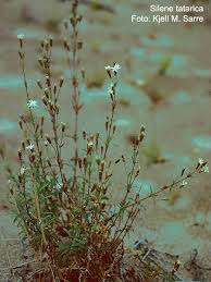 Attēlu rezultāti vaicājumam “Silene tatarica”