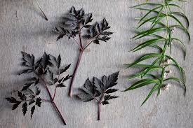 Attēlu rezultāti vaicājumam “Polygonatum verticillatum leaf”