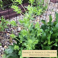 Attēlu rezultāti vaicājumam “Eryngium planum fruit”