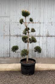 Attēlu rezultāti vaicājumam “Pinus sylvestris”