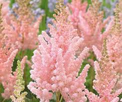 Attēlu rezultāti vaicājumam “Astilbe chinensis bud”