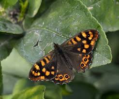 Attēlu rezultāti vaicājumam “Pararge aegeria underside”
