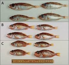 Image result for Sebastes