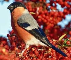 Attēlu rezultāti vaicājumam “Pyrrhula pyrrhula”