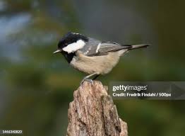 Attēlu rezultāti vaicājumam “Periparus ater”