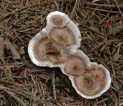 Attēlu rezultāti vaicājumam “Phellodon tomentosus”