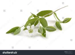 Attēlu rezultāti vaicājumam “Moehringia lateriflora flower”