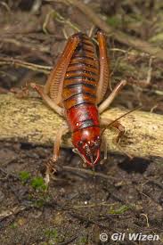 Attēlu rezultāti vaicājumam “Orthoptera”