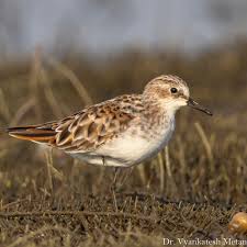 Attēlu rezultāti vaicājumam “Calidris minuta”